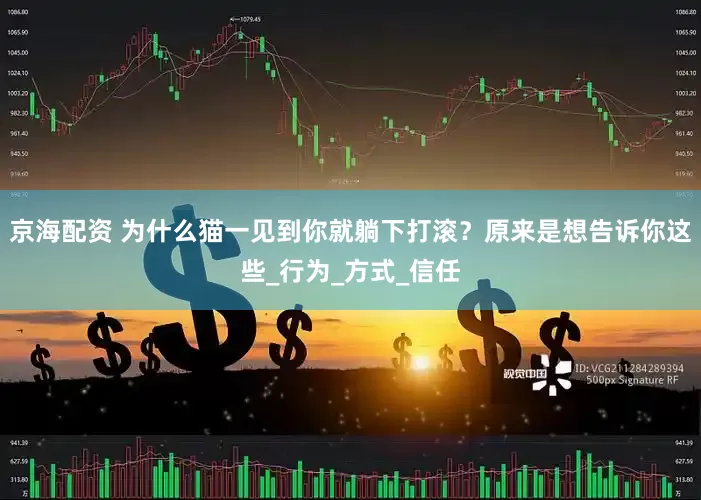 京海配资 为什么猫一见到你就躺下打滚？原来是想告诉你这些_行为_方式_信任